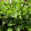 Green Malabar Spinach Seeds - Basella alba, Heat-Tolerant Climbing Vine (100 Seeds) - Non-GMO