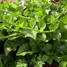 Green Malabar Spinach Seeds - Basella alba, Heat-Tolerant Climbing Vine (100 Seeds) - Non-GMO