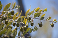 Jojoba Tree Seeds (Simmondsia chinensis) – Drought-Tolerant Goat Nut, Zones 9-10