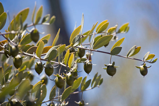 Jojoba Tree Seeds (Simmondsia chinensis) – Drought-Tolerant Goat Nut, Zones 9-10