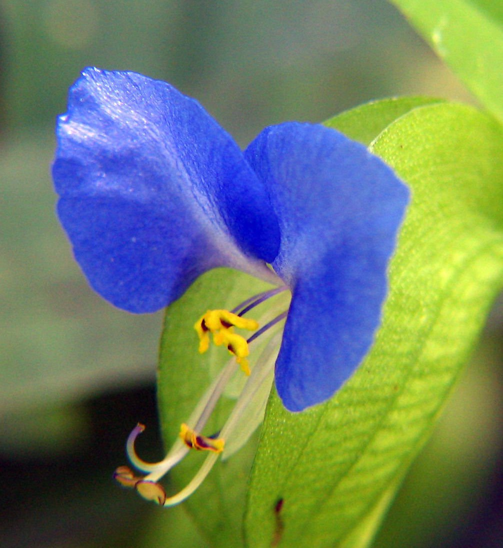 Spiderwort Day Lily Cuttings - Wandering Jew Blue (Tradescantia pallida) - 15 Starter Cuttings, Rooted & Unrooted