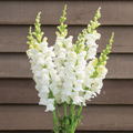 Costa Midly White II Snapdragon Seeds (Antirrhinum majus) - 1000+ Seeds, White, Full Sun