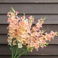 Chantilly Light Salmon Snapdragon Seeds – 1000+ | Antirrhinum majus