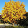 Ginkgo Biloba Seeds (Maidenhair) - 5 Stratified Seeds for Bonsai & Garden, Yellow Fall Foliage