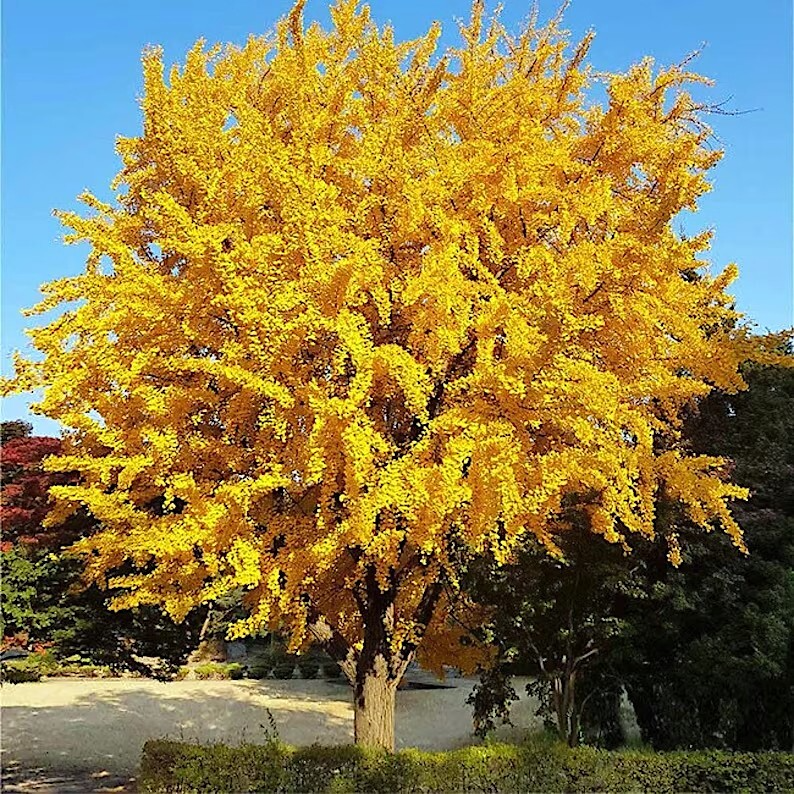 Ginkgo Biloba Seeds (Maidenhair) - 5 Stratified Seeds for Bonsai & Garden, Yellow Fall Foliage