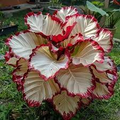 Velvet Flame Calathea Seeds (Calathea sp.) - 25+ Seeds | Tropical Foliage