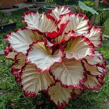 Velvet Flame Calathea Seeds (Calathea sp.) - 25+ Seeds | Tropical Foliage