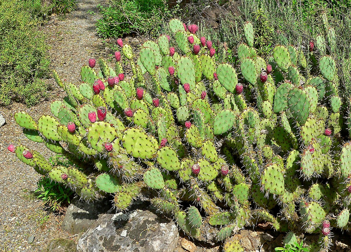 Prickly Pear Cactus Plant (Opuntia) - Unrooted Cutting, Edible Fruit, Colorful Blooms