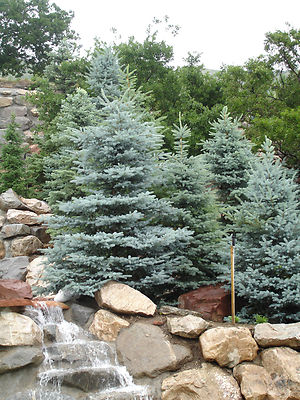 Colorado Blue Spruce Picea Pungens Glauca NM Carson Seeds | Tree Seeds