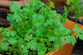 Cilantro Leisure Coriander Seeds (Coriandrum sativum) - 1g, Non-GMO, Fast-Growing
