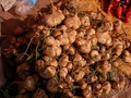Jicama Seeds - Mexican Yam Bean (Pachyrhizus erosus) - 40 Non-GMO Seeds