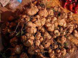 Jicama Seeds - Mexican Yam Bean (Pachyrhizus erosus) - 40 Non-GMO Seeds