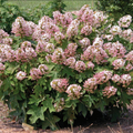 Munchkin Dwarf Oakleaf Hydrangea Starter Plant | 6-12 in | White to Pink Blooms | Zones 5-9