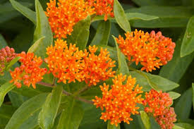 Butterfly Weed (Asclepias tuberosa) Bare-Root Starter Plants - 10 Plants, Drought-Tolerant Monarch Host