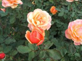 About Face Rose Starter Plant | Two-Toned Golden-Orange & Ruby-Red Blooms | 6-10" Tall