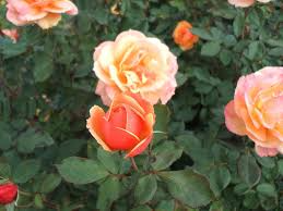 About Face Rose Starter Plant | Two-Toned Golden-Orange & Ruby-Red Blooms | 6-10" Tall