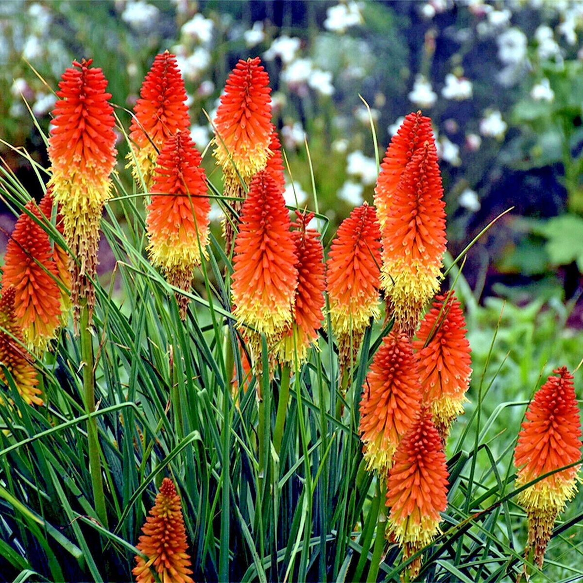 Kniphofia hirsuta Dwarf Fire Dance Torch Lily Seeds - 20 Rare Seeds