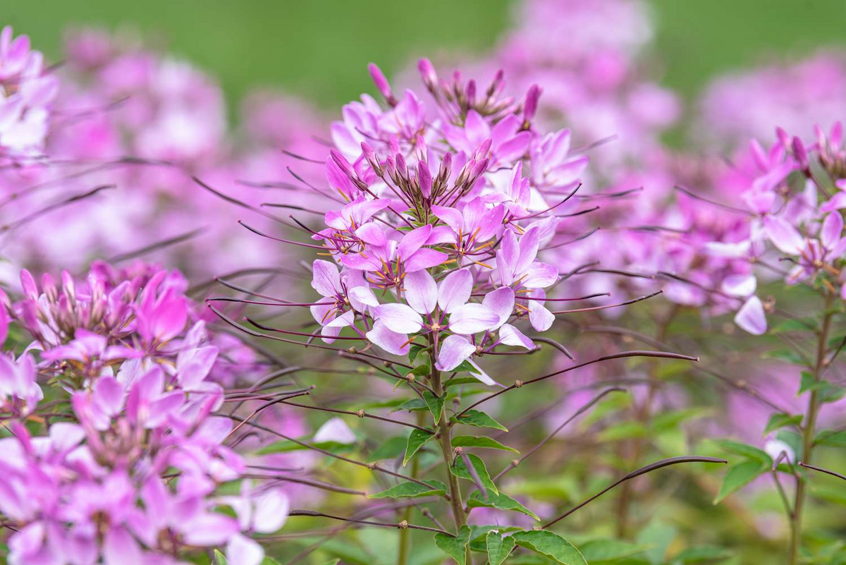 300 Cleome Spider Flower Seeds (Cleome hassleriana) White, Pink, Purple – Bee-Friendly Wildflower