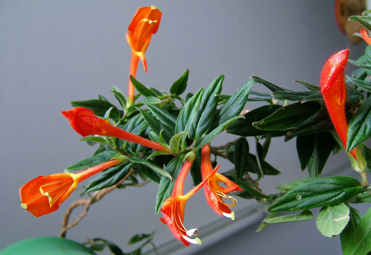 Columnea Broget Stavanger Goldfish Lipstick Plant - 2-Inch Starter Pot