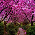 Cercis siliquastrum Judas Tree Seeds - Ornamental Deciduous Tree with Pink Spring Blossoms (10 Seeds)