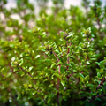 Thyme Seeds - 350 Thyme Seeds (Thymus vulgaris) for Planting - Aromatic Culinary Herb