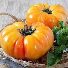Pineapple Tomato Seeds - 30 Count | Heirloom Bicolor Beefsteak (Solanum lycopersicum)