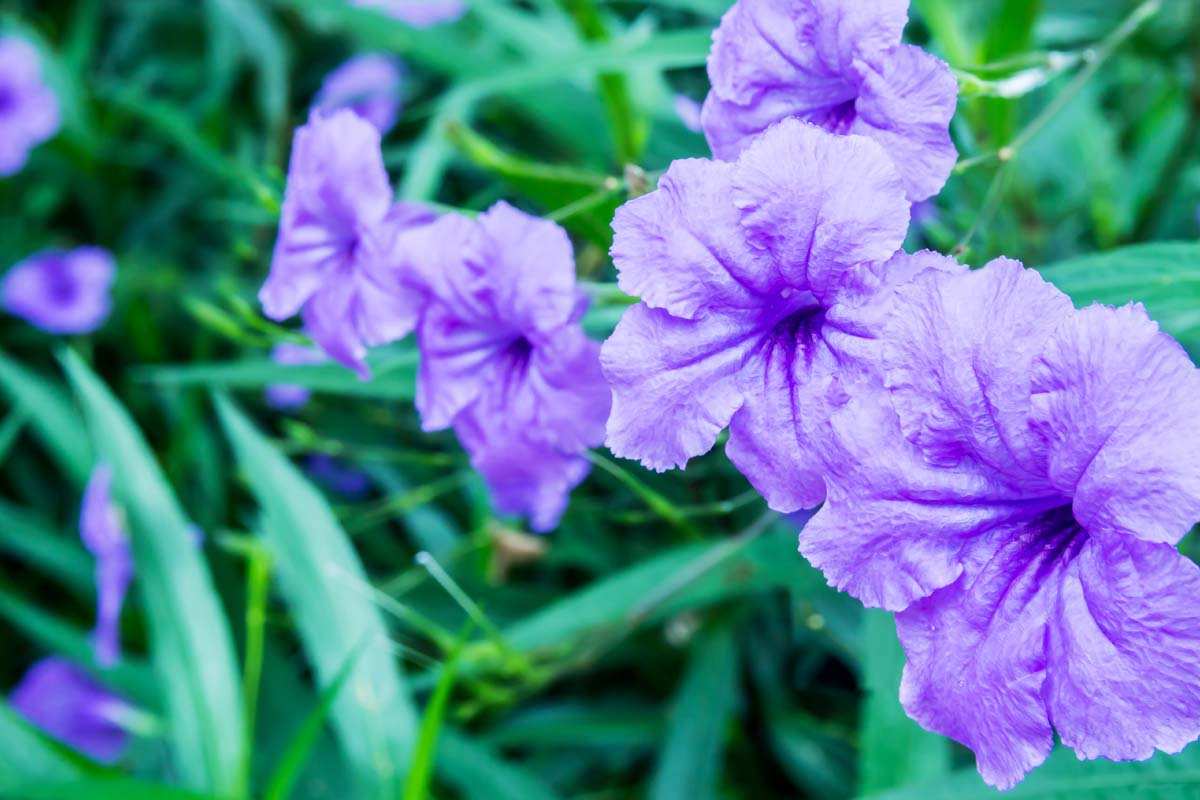 Purple Mexican Petunia (Ruellia simplex) - 5 Rooted Cuttings for Garden Borders