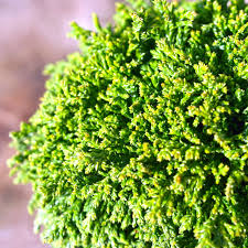 Chamaecyparis Pisifera 'Tsukumo' Live Starter Plant — 4-6 in Dwarf Evergreen Cypress