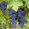 Concord Grape Cuttings (12+) - Unrooted Cuttings for Organic Grape Vine