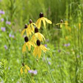 Prairie Coneflower (Ratibida columnifera) Seeds — 150 Seeds for Meadows & Pollinator Gardens