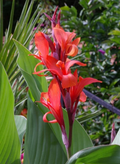 Canna Bulb Edulis Ker Gawl - Bare Root Starter Plant
