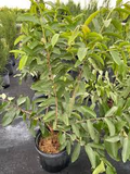 Mexican Guava (Psidium guajava) Starter Plant - 1'-2' Live Tropical Tree