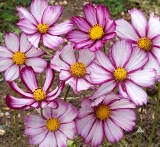 Cosmos Picotee Seeds (1g) - Bi-Color Pink-Edge Cosmos bipinnatus, Annual, Pollinator Garden