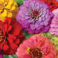 Zinnia Elegans Oriole Double Orange Seeds - 200 Non-GMO