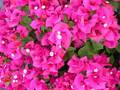 Helen Johnson Bougainvillea Starter Plant | Small Well-Rooted Plant Plug Indoor & Outdoor