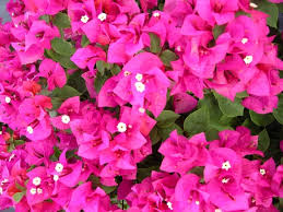 Helen Johnson Bougainvillea Starter Plant | Small Well-Rooted Plant Plug Indoor & Outdoor