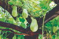 Chayote Squash Plant (Mirliton) – Live 10” Starter Plant in Pot