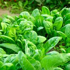 Viroflay Spinach Seeds (1 Gram) - Spinacia oleracea Heirloom