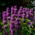 Lemon Mint (Monarda citriodora) Seeds - 1000 Seeds for Tea, Culinary Use & Pollinator Gardens