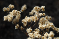 Pseudognaphalium Obtusifolium (Sweet Everlasting) Seeds — Native Perennial Wildflower, 500 Seeds