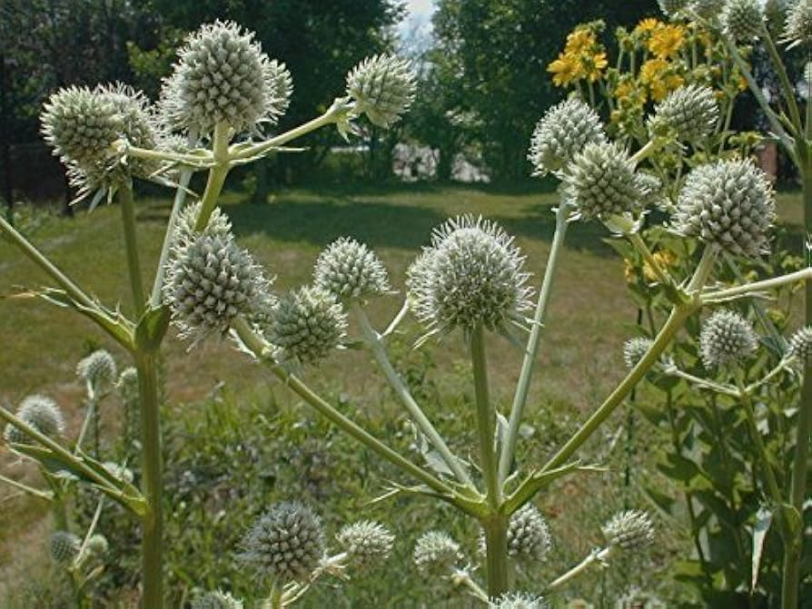 Rattlesnake Master Seeds 1g - Eryngium yuccifolium | Native Prairie Perennial, Pollinator Friendly