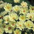 Cosmos Sunset Yellow Seeds (Cosmos bipinnatus) - 100 Seeds, Non-GMO, Easy to Grow