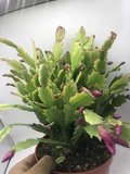 Schlumbergera Truncata Christmas Cactus Cuttings (5) – Starter Plant