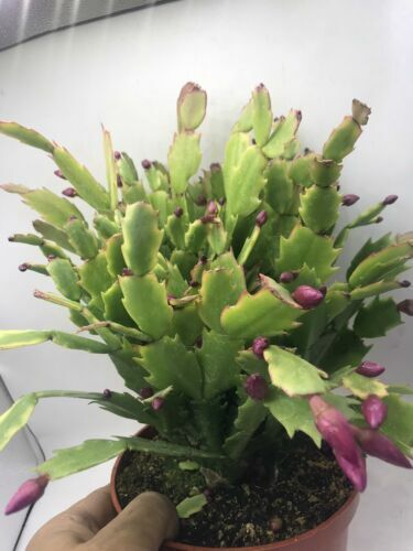Schlumbergera Truncata Christmas Cactus Cuttings (5) – Starter Plant