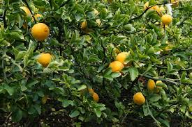 Hardy Orange Tree Poncirus trifoliata - 6" Fully Rooted Seedling, Cold-Hardy Citrus
