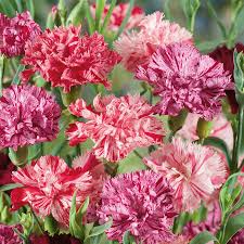 Picotee Mix Carnation Seeds – 200+ Seeds, Fragrant Ruffled Bi-Color Dianthus caryophyllus