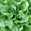 Endive Broadleaf Batavian Seeds - Cichorium endivia | Heirloom Salad Green, 1g Seed Packet