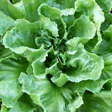 Endive Broadleaf Batavian Seeds - Cichorium endivia | Heirloom Salad Green, 1g Seed Packet
