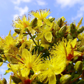 Dotted St. John’s Wort Seeds (Hypericum punctatum) – 50mg for Planting, Native Yellow Wildflower