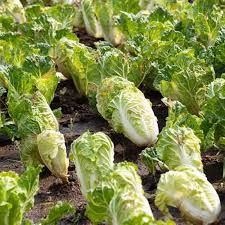 Chinese Cabbage Matsushima Seeds (Brassica rapa) - Napa Cabbage for Kimchi, Stir-Fry & Soups